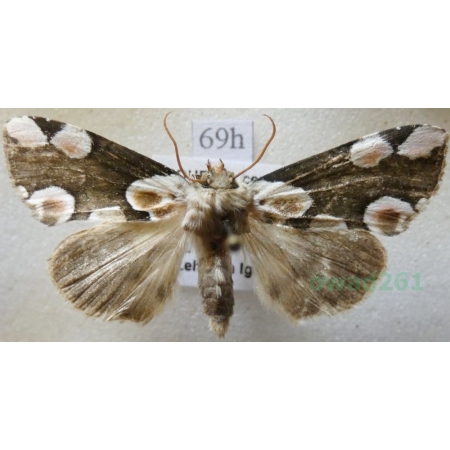 Thyatira batis (Linnaeus, 1758) Plamówka malinówka Czech69h